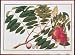 Art Poster Print - Crimson Lichee - Artist: Asian Botanical - Poster Size: 24 X 17 in...
