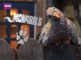 Mongrels: Springwatch