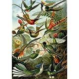 Birds, Kunstform der Natur (Print On Demand)