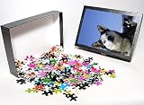 Photo Jigsaw Puzzle of dog-siberian husky from Animal Photography