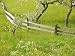 Spring Blossoms and Alpine Field, Kranjska Gora, Gorenjska, Slovenia Photographic Poster Print by Walter Bibikow, 48x36