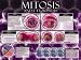 Mitosis & Cytokinesis by Unknown. Size 24.00 inches width by 18.00 inches height. High Quality Art Poster Print