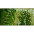 Palms Triptych Top - 12 X 24"