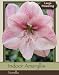 Novella Single Amaryllis Bulb