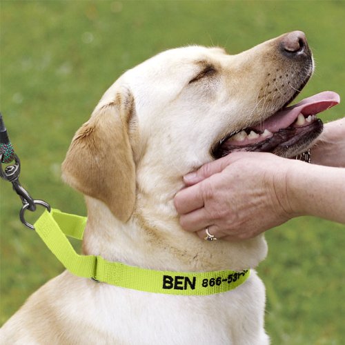 Orvis Martingale Collar Medium Collars Lime Green Doris B. Crosbyil