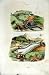 1839 H/C Natural History *Water Snake & Fish