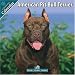 American Pit Bull Terrier 2010 Wall Calendar #10006-10