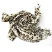 Pashmina Leopard Animal Print Scarf - Brown Image #2