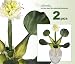 TWO 15" Water Hyachinth Artifical Silk Flowers