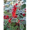 'Winter Red' Winterberry Holly-Ilex-Broadleaf Evergreen