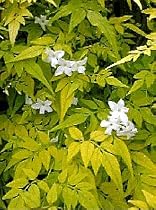Golden Poets Jasmine-Jasminum officinale-French Perfume