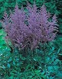 Astilbe Amethyst 10 bulbs
