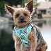 DOGGIE DESIGN Wrap and Snap Choke Free Dog Harness (Surfboards and Palms, M)