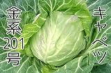 【生産農場直送】 キャベツ苗 【金系201号】キャベツ 葉菜苗 9cmポット プロ農家も使う葉菜苗 野菜苗 ガーデニング 家庭菜園