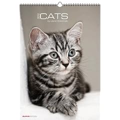 Katzen Kalender 2010 - Cats