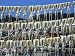 Squids Drying in Coastal Town of Sokch'O, South Korea Cuisine Photographic Poster Pri...