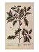 Holly from A Curious Herbal, 1782 Art Giclee Poster Print by Elizabeth Blackwell, 18x24