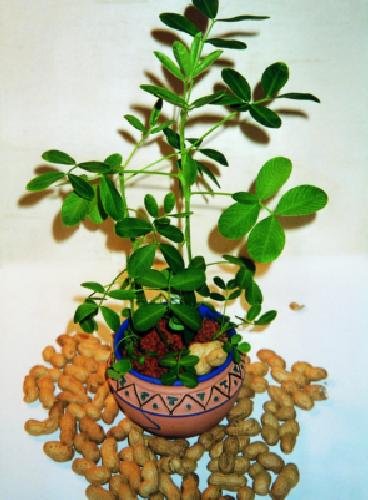 Tropica - Erdnuß (Arachis hypogaea) - 8 Samen