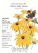 Black Eyed Susan Seeds - 750 mg - Rudbeckia