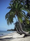 514oX1v14hL. SL160  White Sandy Beach and Leaning Palm Trees, Koh Samui, Thailand, Southeast Asia Premium Photographic Poster Print by D H Webster, 18x24