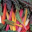 Bright Lights Swiss Chard 120 Seeds -GARDEN FRESH PACK!