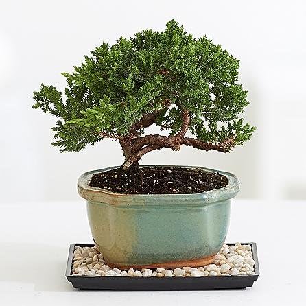 Praise Boom Flowers Juniper Bonsai - Theshopstation Online Fresh Flowers Plants - Wedding Flowers - Birthday Flowers - Send Flowers - Flower Arrangements - Floral Arrangements - Plants Bouquets