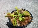 Venus Flytrap (Fly Trap) Carnivorous Plant 3 inch pot