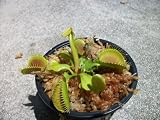 Venus Flytrap (Fly Trap) Carnivorous Plant 3 inch pot by JoelsCarnivorousPlants Best Buy
