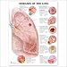 Diseases of the Lung Anatomical Chart