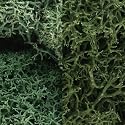 Lichen, Light Green Mix 3Qt