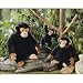 Gund J.P. Blackjack Jr. Chimpanzee 8