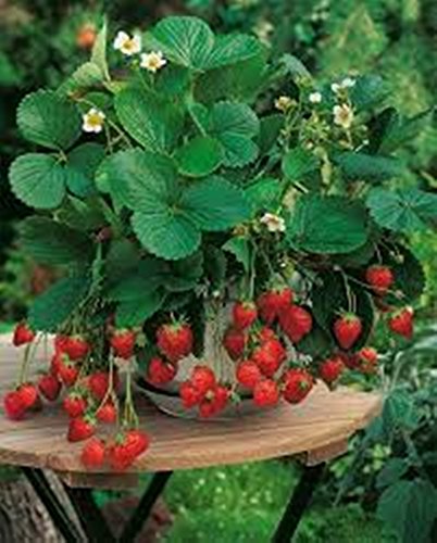 Seeds Wild Strawberries Aleksandriya Organic Russian Natural Heirloom Seed