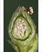 Photographic Prints of PPG-1491 White Campion - cross-section of a fruit with its seeds from Ardea Wildlife Pets