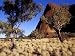Uluru, Ayres Rock against a Clear Blue Sky and Desert Bloodwood Trees, Australia Phot...