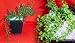 Dwarf Rockspray Cotoneaster Bonsai Tree - RARE! Dwarf Rockspray Cotoneaster Bonsai Tree - RARE!