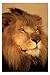 Raubkatzen Big Cats - Lion Löwe Close-Up - Tier-Poster