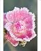 Photographic Prints of FEU-553 Miniature Pink Rose Flowers - frosted from Ardea Wildlife Pets