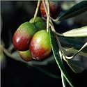 Olive tree - great as a gift!