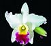 Lc Coastal Splendor 'Papa Betencourt' AM/AOS x Lc Coastal Splendor 'Nicola' AM/AOS