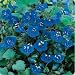 California Bluebell - 5000 Seeds