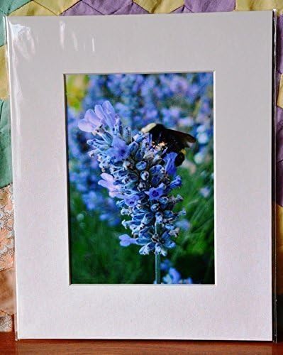 5 x 7 Photograph - Lavender and Bee