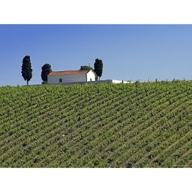 Chapel and Vineyards, Sao Joao Da Pesqueira, Douro Region, Northern Portugal Photographic Poster Print by Alan Copson, 32x24