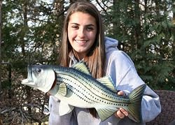 Taxidermy Quality 21" Fiberglas Striped Bass Wall Mount