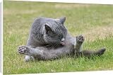 Canvas Prints of JD-21789 CAT. Cat cleaning itself from Ardea Wildlife Pets