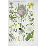 1919 本の花の包丁のチーズルの古めかしい Ragwort Nipplewort