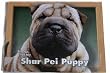 Photos of My Shar Pei Puppy Photo Album