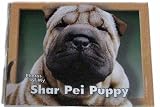 Photos of My Shar Pei Puppy Photo Album