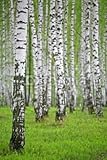 Wallmonkeys Peel and Stick Wall Decals - Birch Wood - 48