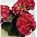 Cityline Paris Hydrangea macrophylla - Intense Red !