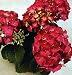 Cityline Paris Hydrangea macrophylla - Intense Red !